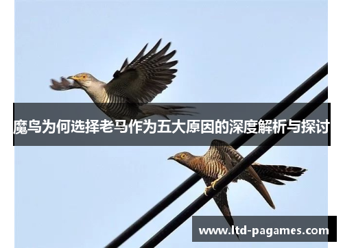 魔鸟为何选择老马作为五大原因的深度解析与探讨 魔鸟为何选择老马作为五大原因的深度解析与探讨